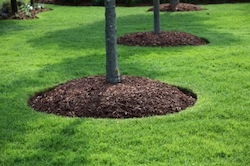 Bark Mulch