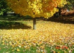 fall