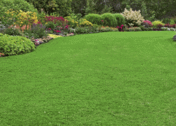 lawn