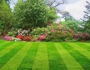 lawn