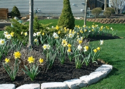 Spring Blooms